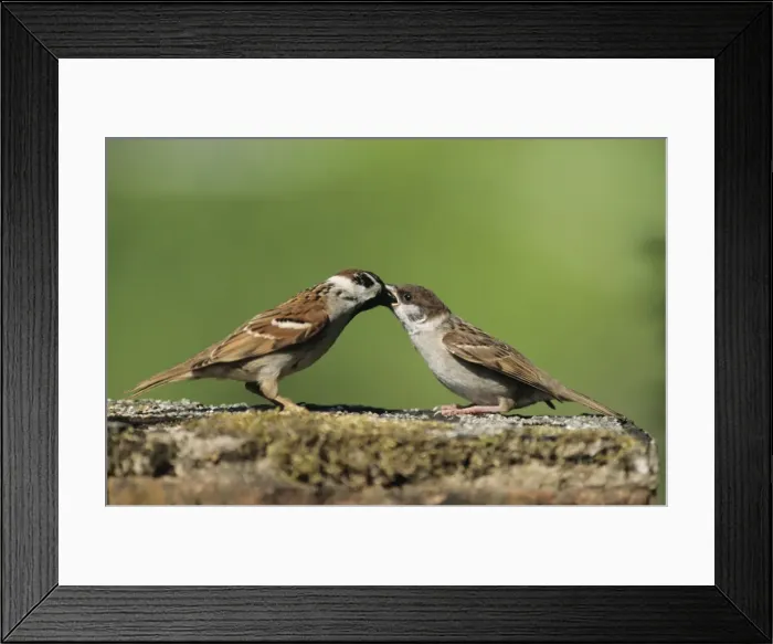 Framed Print : Tree Sparrow - adult feeding fledling Framed Print : Tree Sparrow - adult feeding fledling