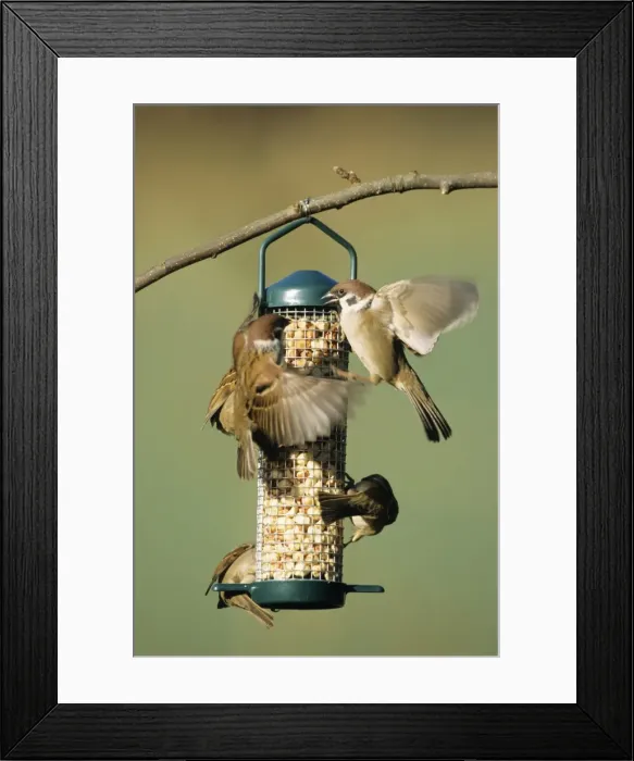 Framed Print : Tree Sparow - arrgresive adults squabbling at feeding station