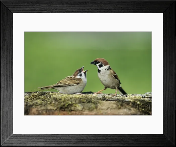 Framed Print : Tree Sparrow - adult feeding fledgling Framed Print : Tree Sparrow - adult feeding fledgling