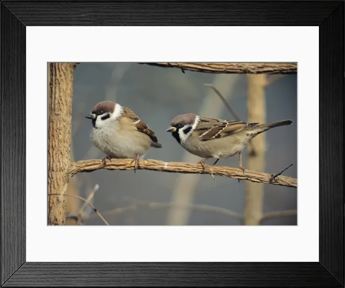 Framed Print : Tree Sparrows - pair resting Framed Print : Tree Sparrows - pair resting