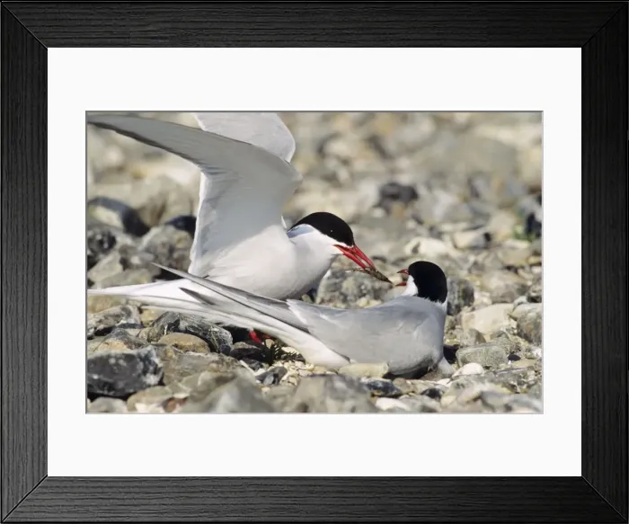 Framed Print : Arctic Tern - pair at nest-greeting ceremony Framed Print : Arctic Tern - pair at nest-greeting ceremony