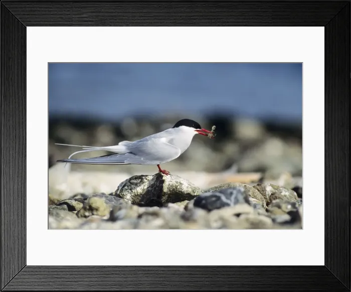 Framed Print : Arctic Tern - adult with shrimp in beak Framed Print : Arctic Tern - adult with shrimp in beak