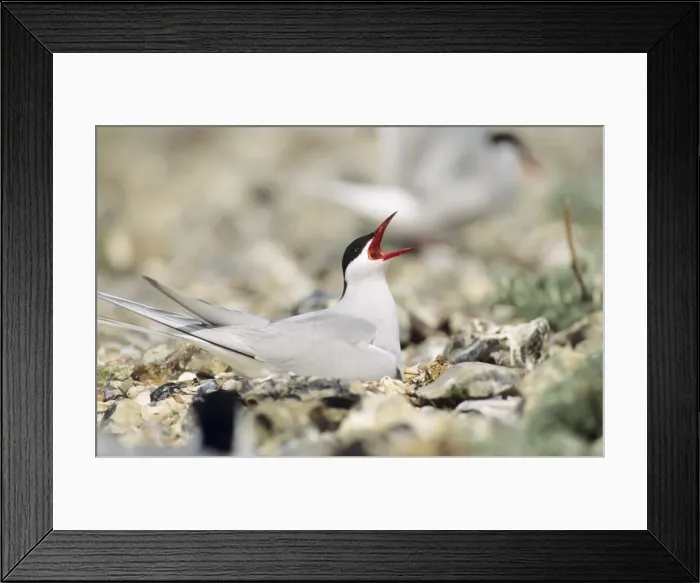 Framed Print : Arctic Tern - adult calling on nest Framed Print : Arctic Tern - adult calling on nest