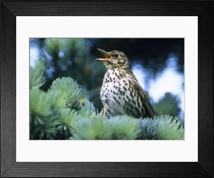 Framed Print : Song Thrush - singing in spring time Framed Print : Song Thrush - singing in spring time