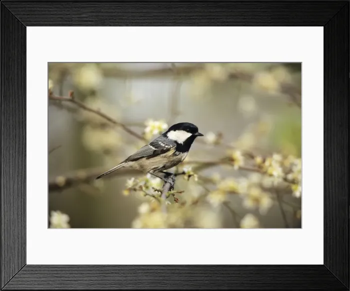 Framed Print : Coal Tit - in blackthorn hedge Framed Print : Coal Tit - in blackthorn hedge