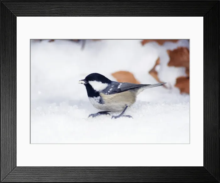 Framed Print : Coal Tit - in snow on ground in winter Framed Print : Coal Tit - in snow on ground in winter