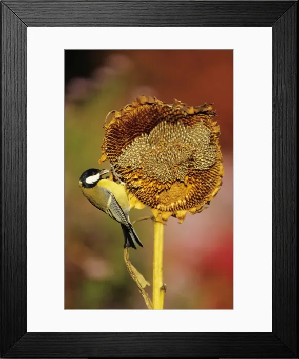 Framed Print : Great Tit - adult on ripened sunflower head Framed Print : Great Tit - adult on ripened sunflower head