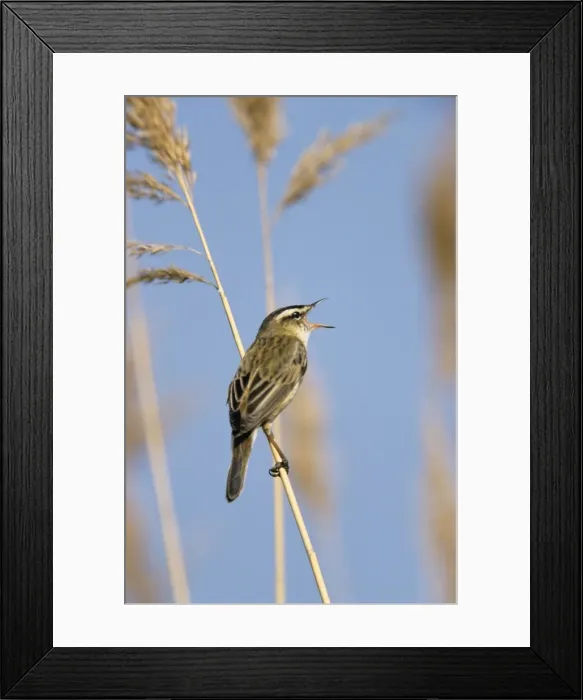 Framed Print : Sedge Warbler - singing in breeding territory
