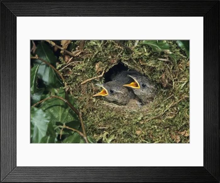 Framed Print : Wren - young birds in nest waiting to be fed
