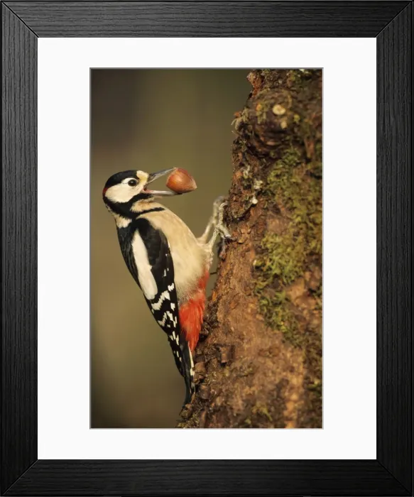 Framed Print : Great Spotted Woodpecker - with hazel nut in beak Framed Print : Great Spotted Woodpecker - with hazel nut in beak