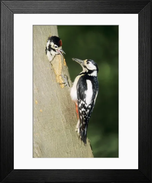 Framed Print : Great Spotted Woodpecker - female with young at nest entrance Framed Print : Great Spotted Woodpecker - female with young at nest entrance