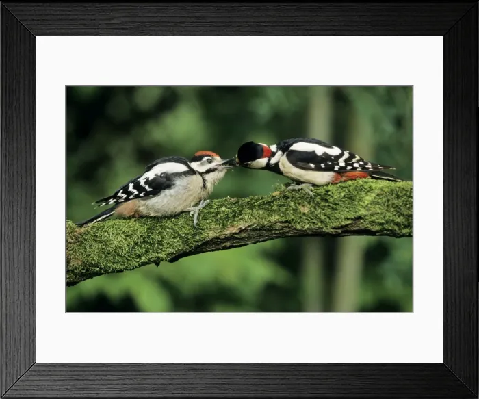 Framed Print : Great Spotted Woodpecker - male feeding offspring Framed Print : Great Spotted Woodpecker - male feeding offspring