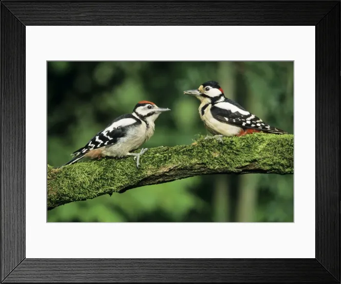 Framed Print : Great Spotted Woodpecker - male with offspring Framed Print : Great Spotted Woodpecker - male with offspring