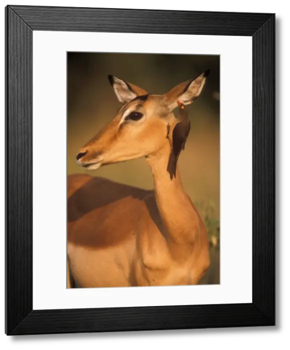 Framed Print : Impala & Red-billed Oxpecker (Buphagus erythrorhynchus) Framed Print : Impala & Red-billed Oxpecker (Buphagus erythrorhynchus)