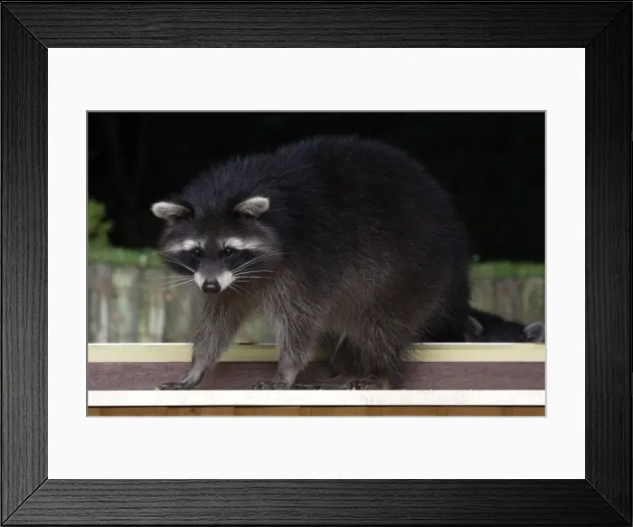 Framed Print : Racoon - Wild living Racoon enticed to house basement window with food, standing on window-sill waiting to be fed Framed Print : Racoon - Wild living Racoon enticed to house basement window with food, standing on window-sill waiting to be fed