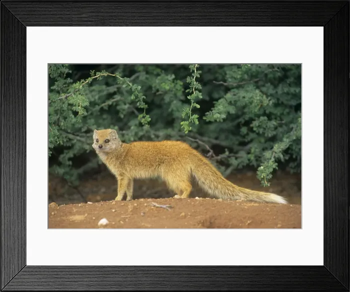 Framed Print : Yellow Mongoose Kgalagadi Transfrontier Park, South Africa Framed Print : Yellow Mongoose Kgalagadi Transfrontier Park, South Africa