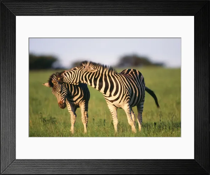 Framed Print : Burchell's Zebra - Pair interacting KwaZulu-Natal Midlands, South Africa Framed Print : Burchell's Zebra - Pair interacting KwaZulu-Natal Midlands, South Africa