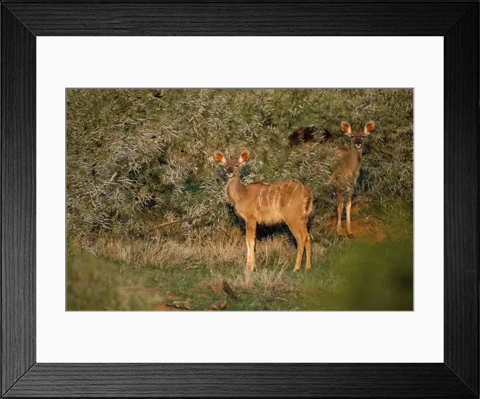 Framed Print : Greater Kudu - young Addo Elephant National Park, South Africa Framed Print : Greater Kudu - young Addo Elephant National Park, South Africa