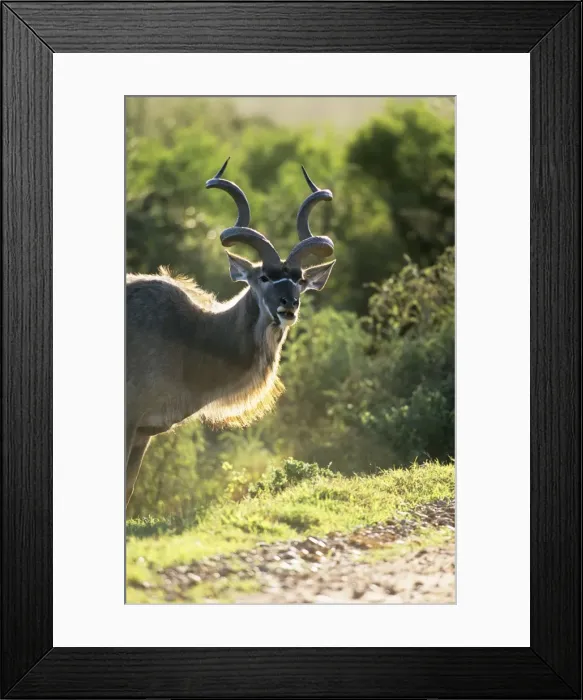 Framed Print : Greater Kudu - male Addo Elaphent National Park, South Africa Framed Print : Greater Kudu - male Addo Elaphent National Park, South Africa
