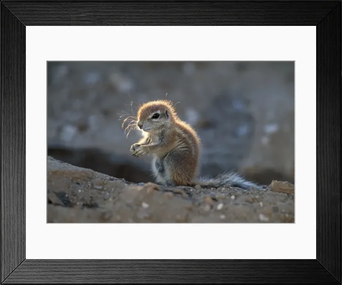 Framed Print : Ground Squirrel - juvenile. Kgalagadi Transfrontier Park, South Africa Framed Print : Ground Squirrel - juvenile. Kgalagadi Transfrontier Park, South Africa