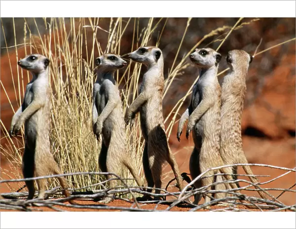 Suricate  /  Meerkat Group on the lookout, Kgalagadi Transfrontier Park, South Africa
