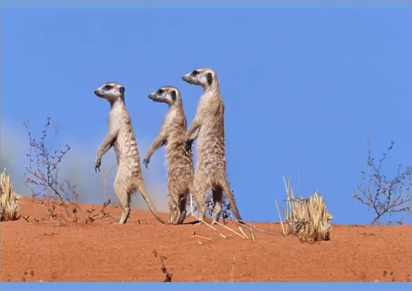 Suricate  /  Meerkat Group on the look-out. Kgalagadi Transfrontier Park, South Africa