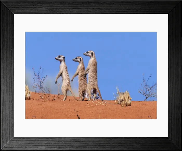 Framed Print : Suricate / Meerkat Group on the look-out. Kgalagadi Transfrontier Park, South Africa Framed Print : Suricate / Meerkat Group on the look-out. Kgalagadi Transfrontier Park, South Africa