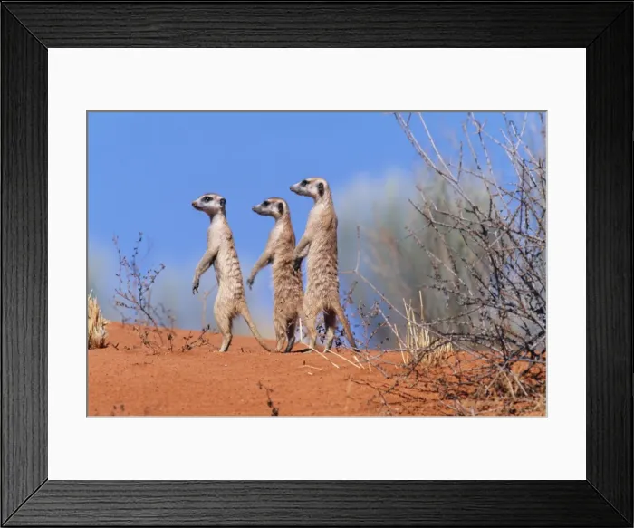 Framed Print : Suricate / Meerkat Group on the look-out. Kgalagadi Transfrontier Park, South Africa Framed Print : Suricate / Meerkat Group on the look-out. Kgalagadi Transfrontier Park, South Africa