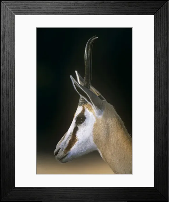 Framed Print : Springbok - female Kgalagadi Transfrontier Park, South Africa Framed Print : Springbok - female Kgalagadi Transfrontier Park, South Africa