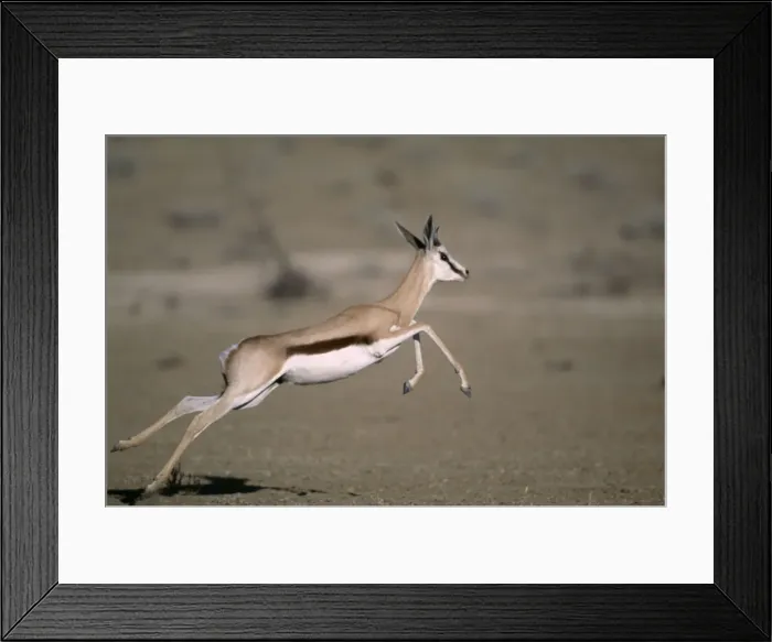 Framed Print : Springbok Juvenile running Kgalagadi Transfrontier Park, South Africa Framed Print : Springbok Juvenile running Kgalagadi Transfrontier Park, South Africa