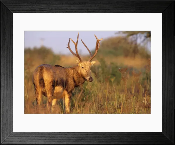 Framed Print : Pere David's Deer - extinct in wild National Zoological Gardens, Pretoria, South Africa Framed Print : Pere David's Deer - extinct in wild National Zoological Gardens, Pretoria, South Africa