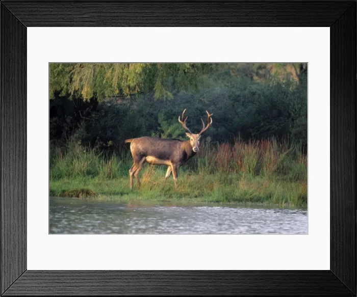 Framed Print : Pere David's Deer - male. extinct in wild National Zoological Gardens, Pretoria, South Africa Framed Print : Pere David's Deer - male. extinct in wild National Zoological Gardens, Pretoria, South Africa