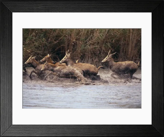 Framed Print : Pere David's Deer - running through water. Extinct in wild National Zoological Gardens, Pretoria, South Africa Framed Print : Pere David's Deer - running through water. Extinct in wild National Zoological Gardens, Pretoria, South Africa