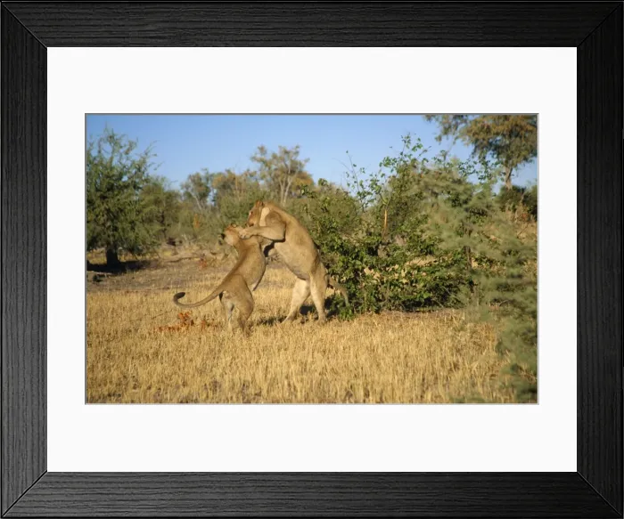 Framed Print : Lion - pair play fighting Chobe National Park, Botswana Framed Print : Lion - pair play fighting Chobe National Park, Botswana