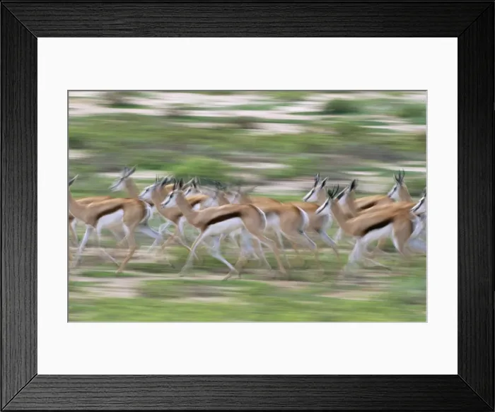 Framed Print : Springbok Running herd. Kgalagadi Transfrontier Park, South Africa Framed Print : Springbok Running herd. Kgalagadi Transfrontier Park, South Africa