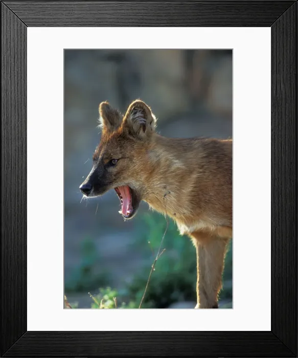 Framed Print : Dhole Dog National Zoological Gardens, Pretoria, South Africa Framed Print : Dhole Dog National Zoological Gardens, Pretoria, South Africa