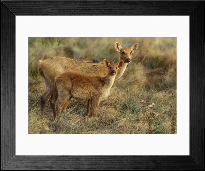 Framed Print : Swamp Deer / Barasinga Female & young. National Zoological Gardens, Pretoria, South Africa Framed Print : Swamp Deer / Barasinga Female & young. National Zoological Gardens, Pretoria, South Africa