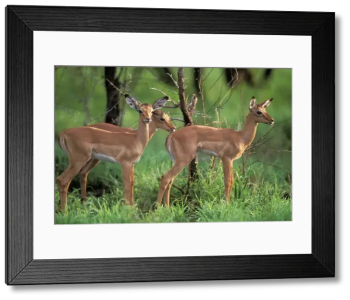 Framed Print : Impala Juveniles. Kruger National Park, South Africa Framed Print : Impala Juveniles. Kruger National Park, South Africa
