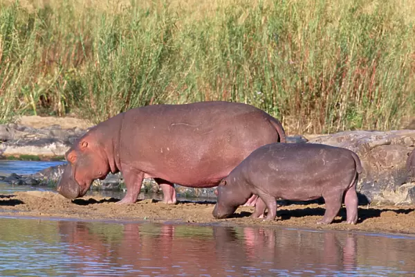 Hippopotamus - pair sunning themselves Kruger National Park, South Africa