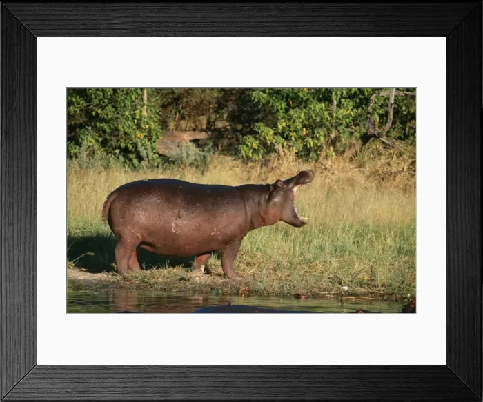 Framed Print : Hippopotamus - yawning Okavango Delta, Botswana Framed Print : Hippopotamus - yawning Okavango Delta, Botswana