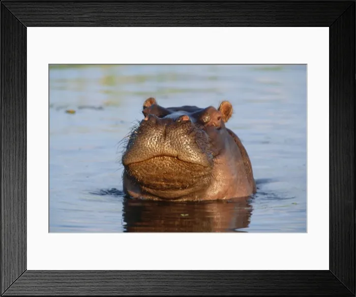 Framed Print : Hippopotamus - juvenile Okavango Delta, Botswana, Africa Framed Print : Hippopotamus - juvenile Okavango Delta, Botswana, Africa