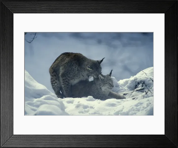 Framed Print : Eurasian Lynx - Pair mating in snow Neuschonau Animal Park, Bavarian Forest, Germany Framed Print : Eurasian Lynx - Pair mating in snow Neuschonau Animal Park, Bavarian Forest, Germany