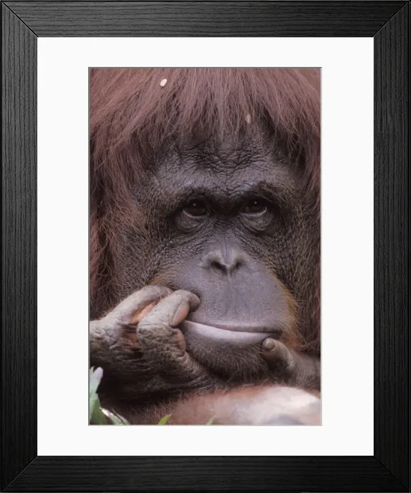 Framed Print : Orang Utan - Portrait of a male, holding his mouth with his hand Indonesia, Kalimantan, Borneo Framed Print : Orang Utan - Portrait of a male, holding his mouth with his hand Indonesia, Kalimantan, Borneo