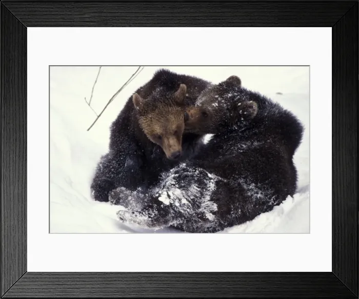 Framed Print : Brown bear - Juveniles playing in snow Framed Print : Brown bear - Juveniles playing in snow