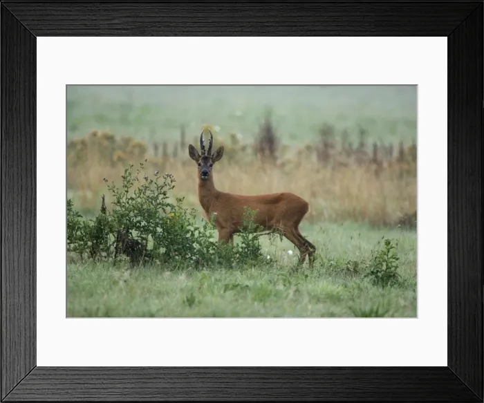 Framed Print : Roe deer Male Framed Print : Roe deer Male