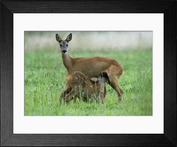 Framed Print : Roe deer Adult female suckling juvenile Framed Print : Roe deer Adult female suckling juvenile