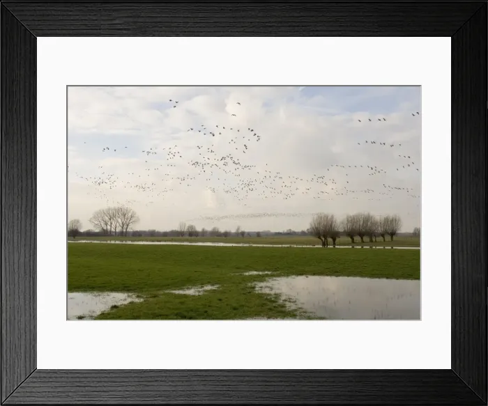 Framed Print : White-fronted geese in flight Above the forelands of the river IJssel, The Netherlands, in winter Framed Print : White-fronted geese in flight Above the forelands of the river IJssel, The Netherlands, in winter
