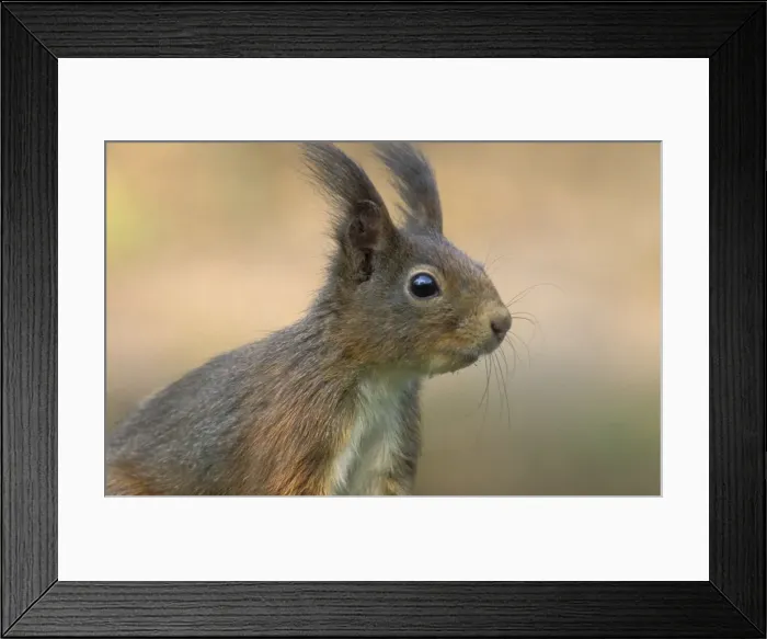Framed Print : Red squirrel - Adult Framed Print : Red squirrel - Adult
