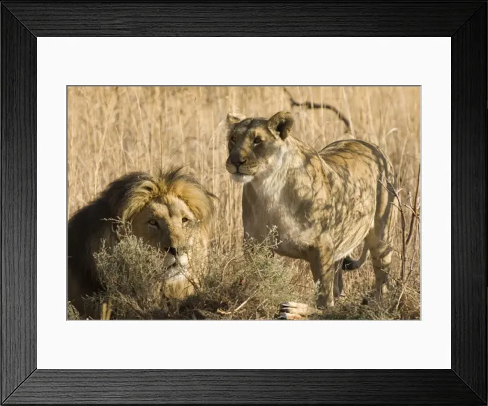 Framed Print : Lion and lioness with prey South Africa, Entabeni game reserve Framed Print : Lion and lioness with prey South Africa, Entabeni game reserve