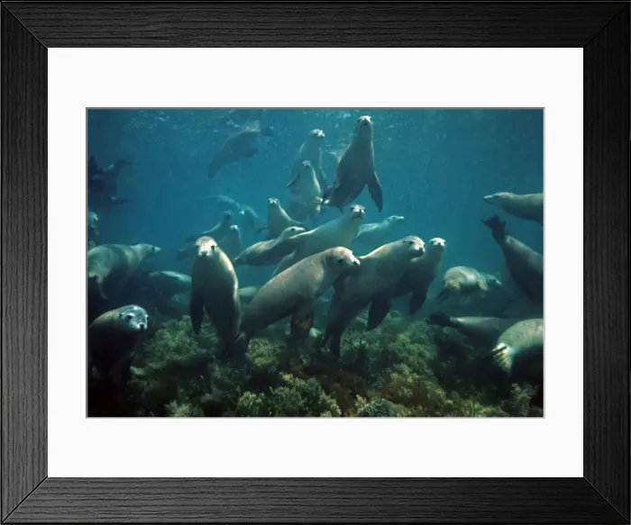 Framed Print : Australian Sealion - The Australian Sealion is the friendliest and most attractive of all Sealions. It is the second rarest Sealion in the world South Australia Framed Print : Australian Sealion - The Australian Sealion is the friendliest and most attractive of all Sealions. It is the second rarest Sealion in the world South Australia